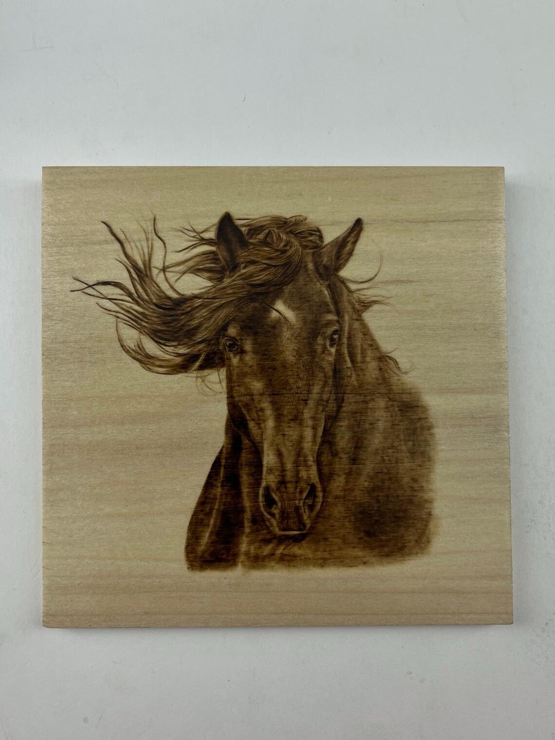 Stallion